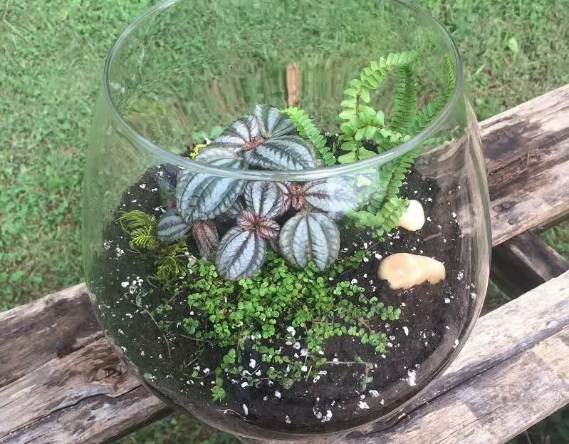 baby tears terrarium