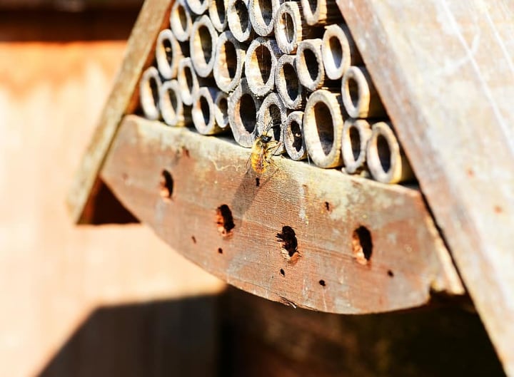 bees house facing south west