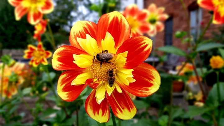 bees pollinating dahlias in the garden