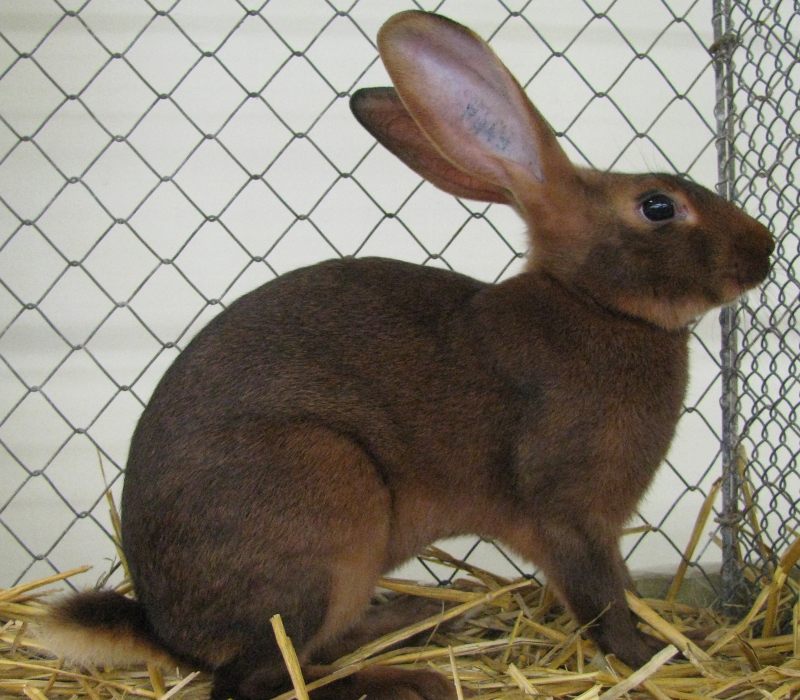 belgian-hare-rabbit