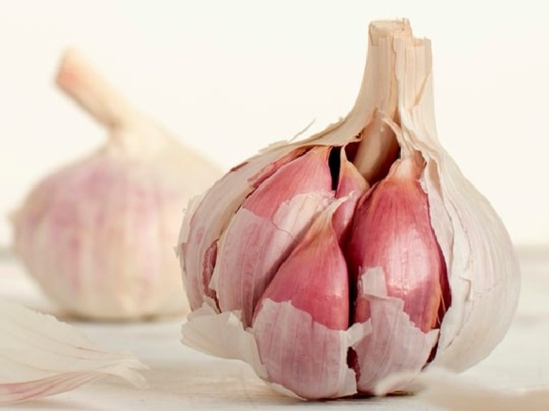 benefits of garlic plants