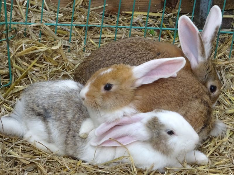 best-bedding-for-rabbits