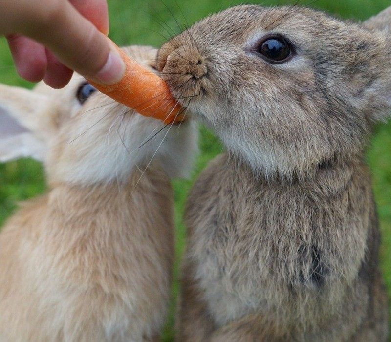 best-rabbit-food