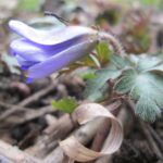 blooming anemone blanda