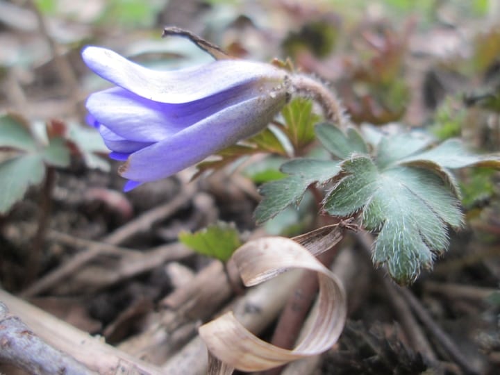 Anemone Flowers Easy Guide How to Grow Anemones in 2022