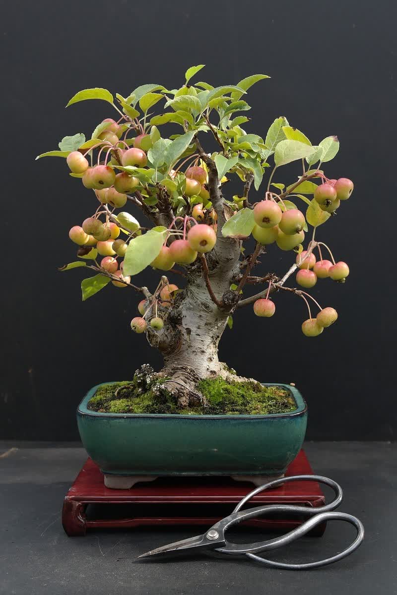 bonsai apple tree