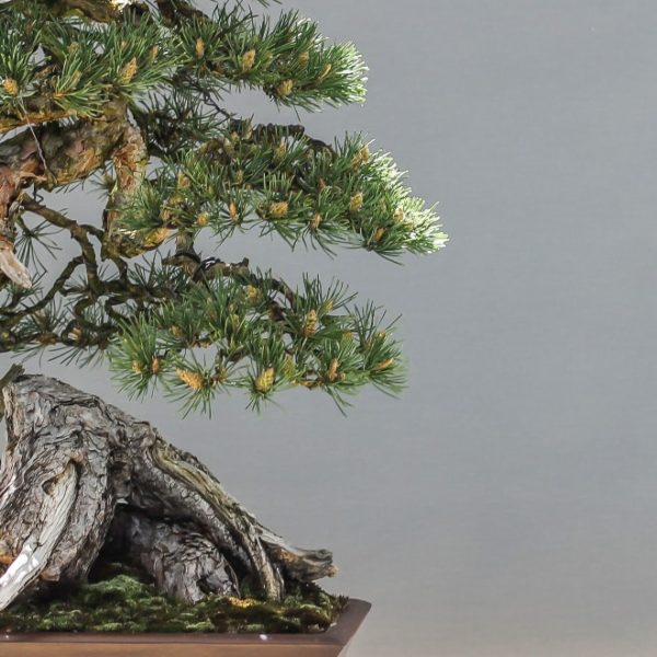 bonsai tree