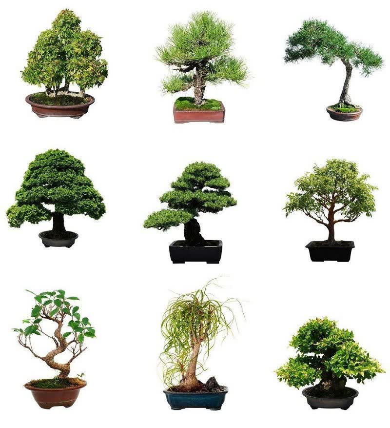 types of bonsai trees