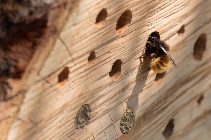 bumblebees house