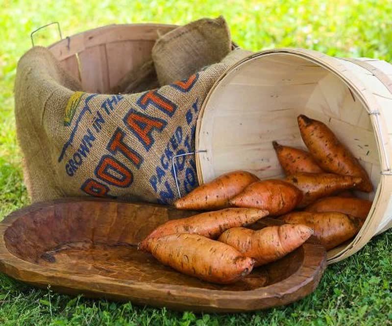 bunch porto rico sweet potato