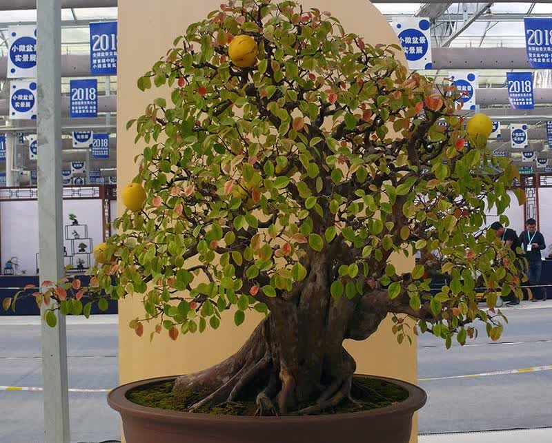 Chinese quince bonsai tree