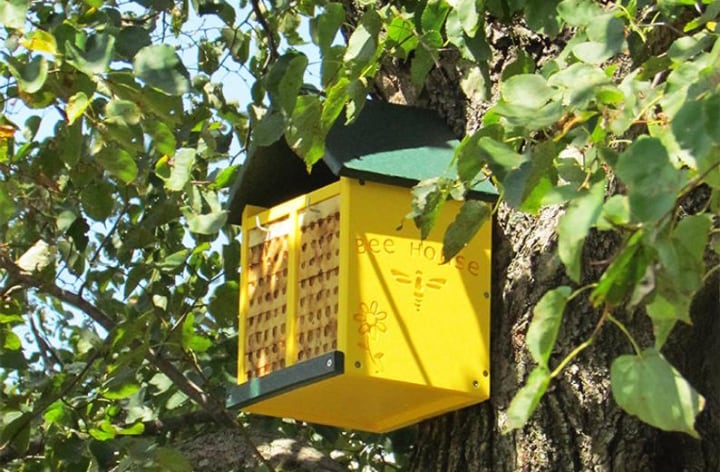 colorful bees house