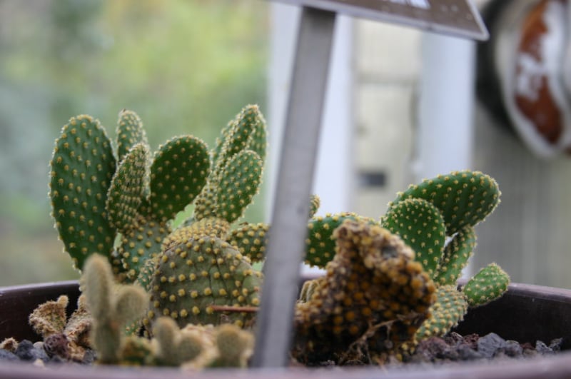 common types of succulents bunny ears cacti