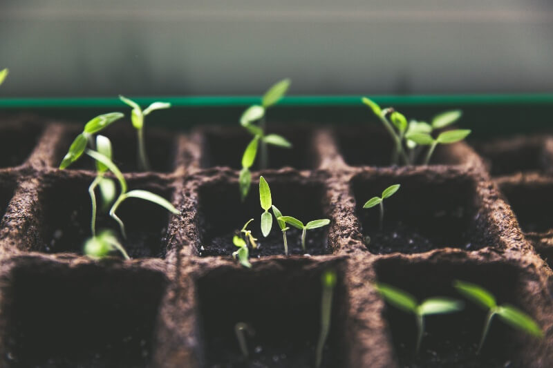 cucumber seedlings