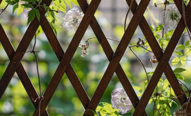 cucumber trellis