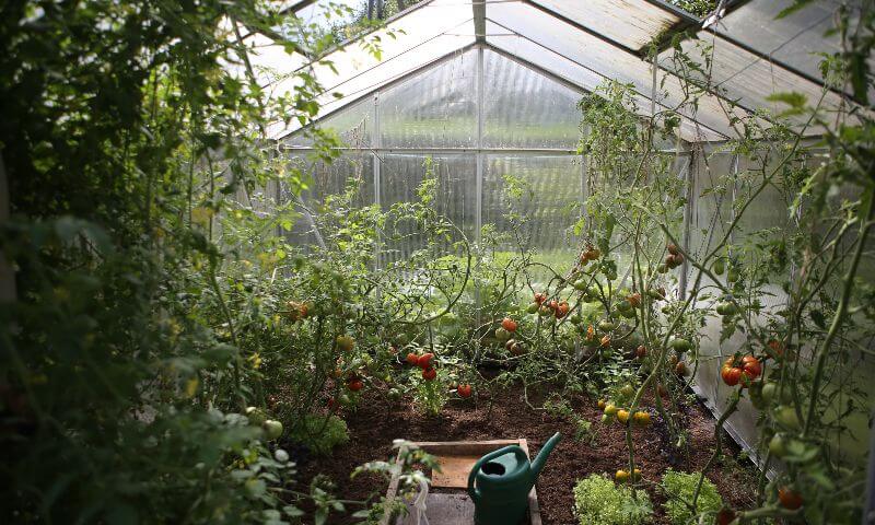 cucumbers greenhouse