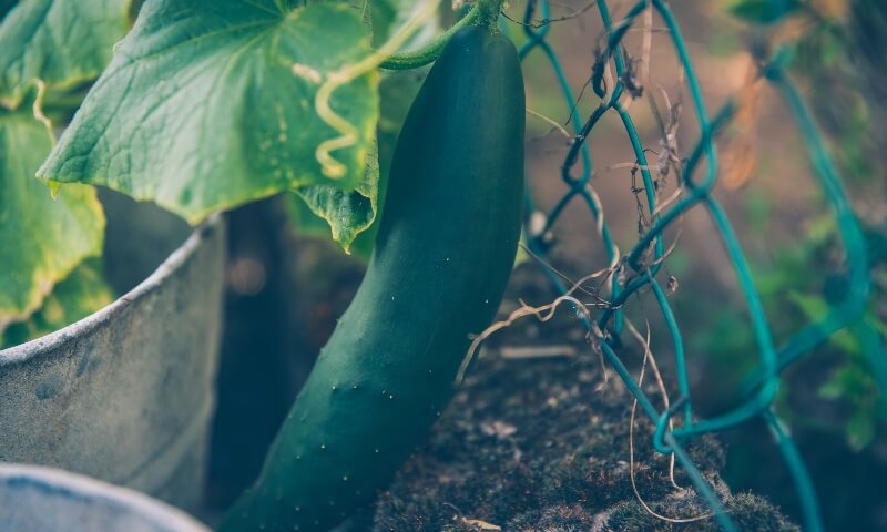 cucumbers growing