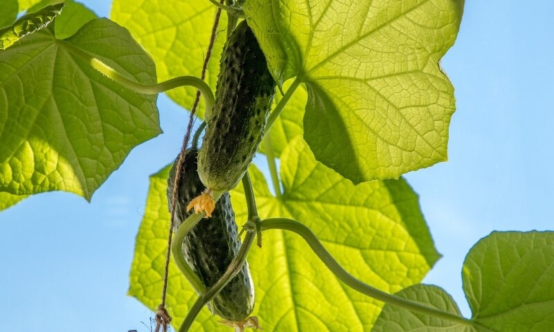 cucumbers vines