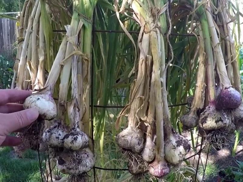 curing garlic plants