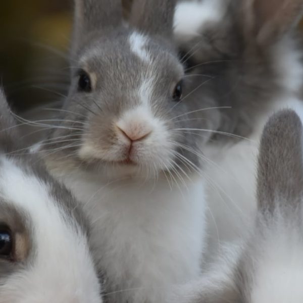 cute fluffy white gray rabbits