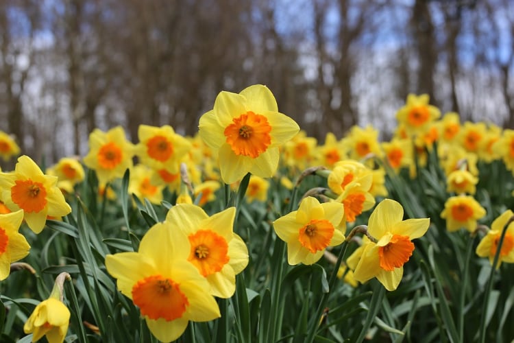 Daffodils are Toxic Plants for Dogs