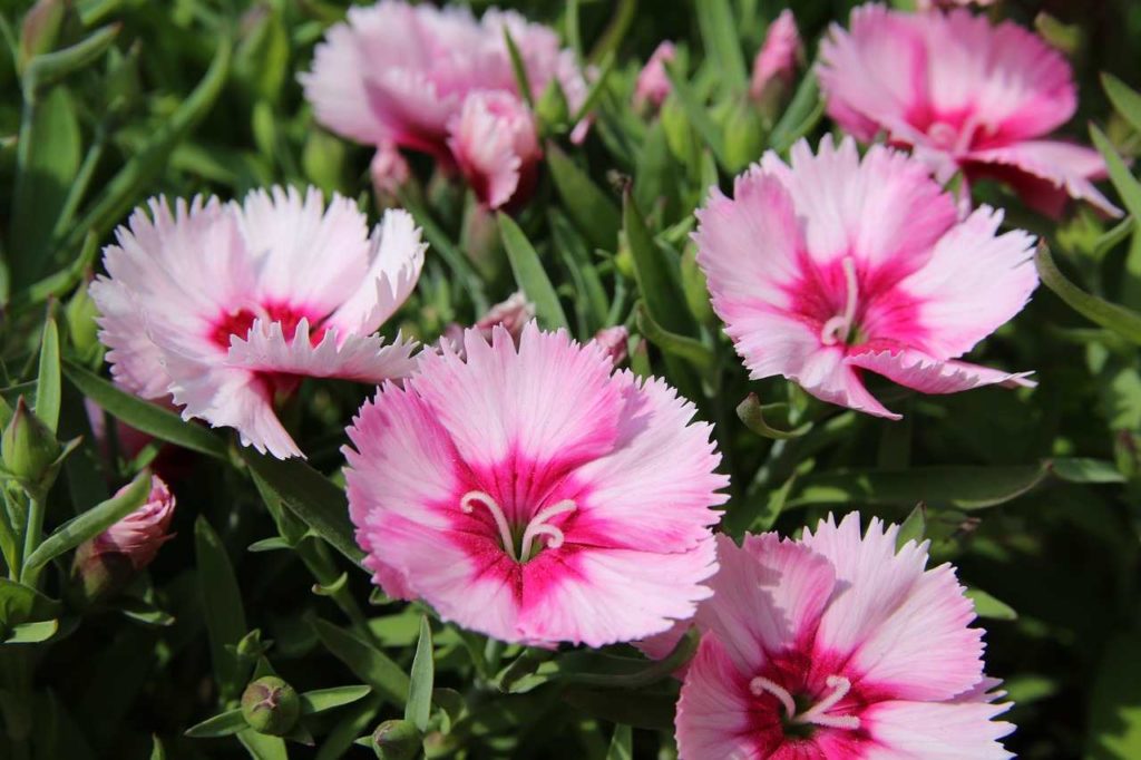 dianthus in bloom