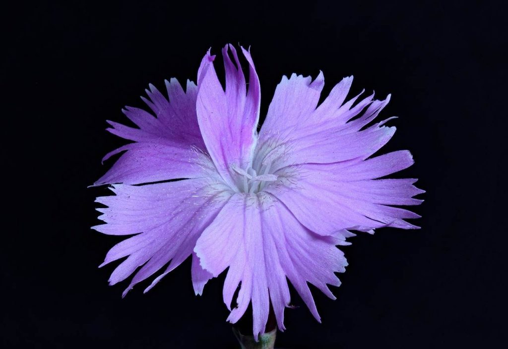 dianthus japonicus