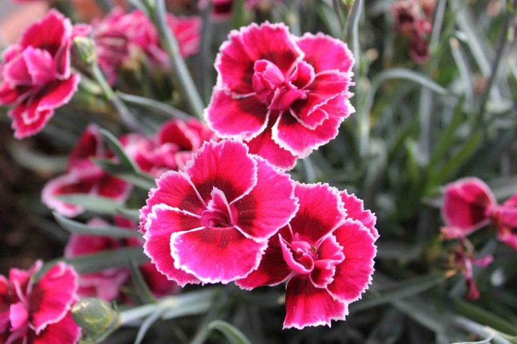 dianthus main image