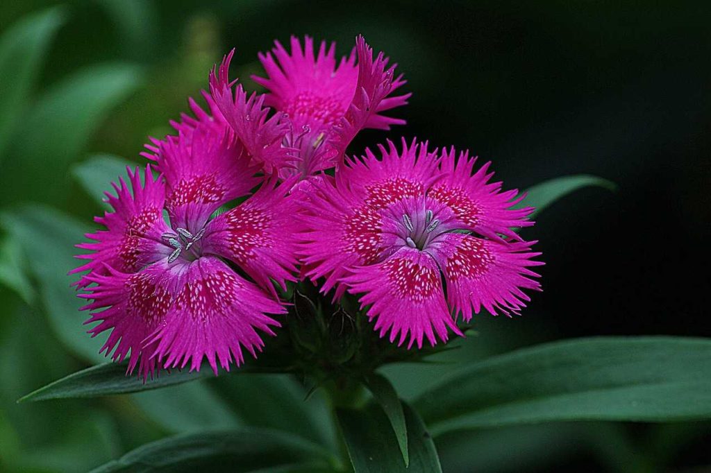 dianthus pink