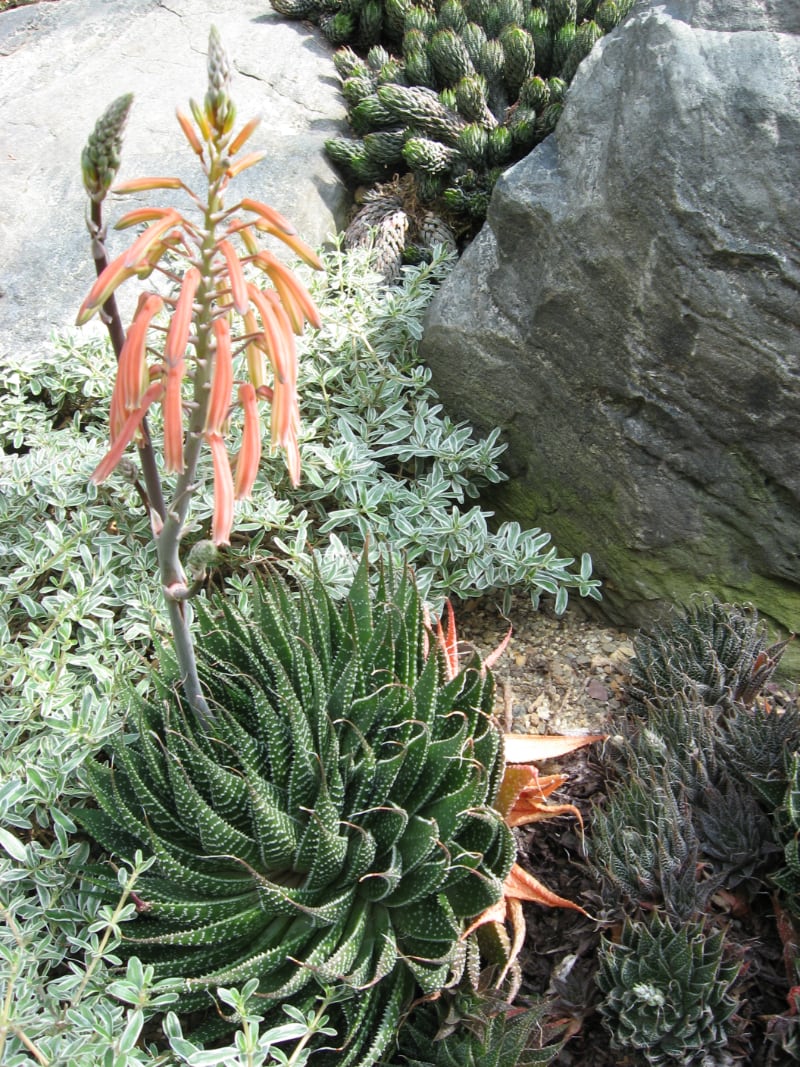 different types of aloe succulents aloe aristata lace aloe