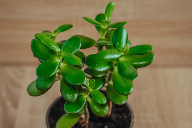 different types of indoor succulents jade plant