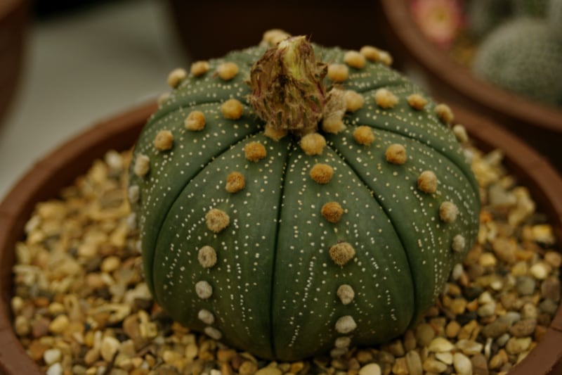 different types of indoor succulents star cactus