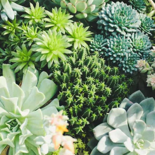 different types of succulents