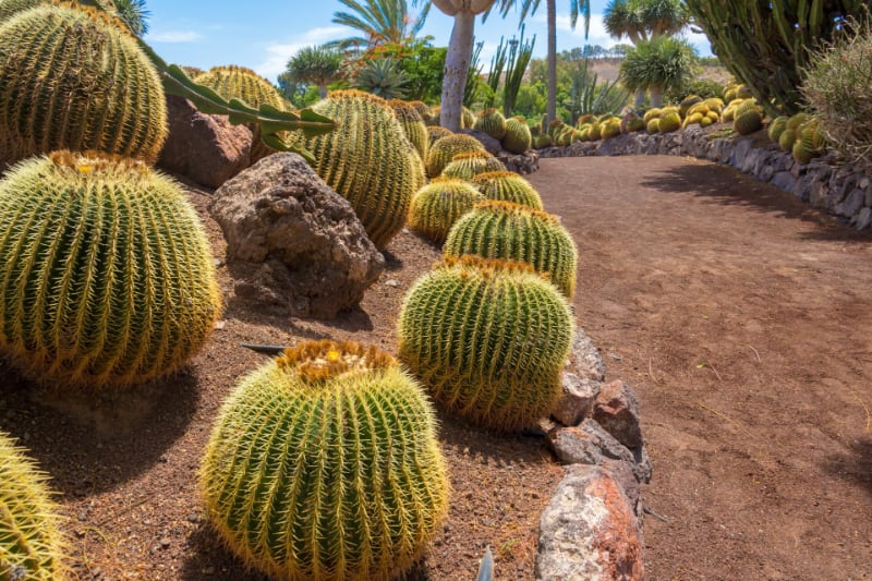 different types of succulents barrel cactus