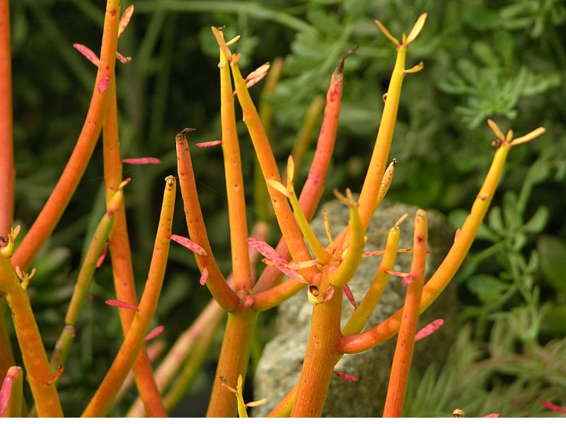 different types of succulents with pictures fire sticks