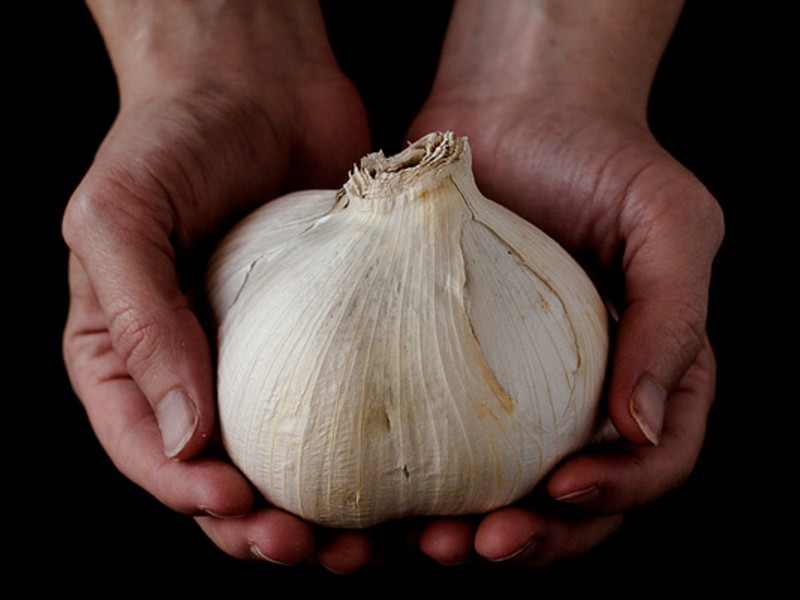 elephant garlic plants