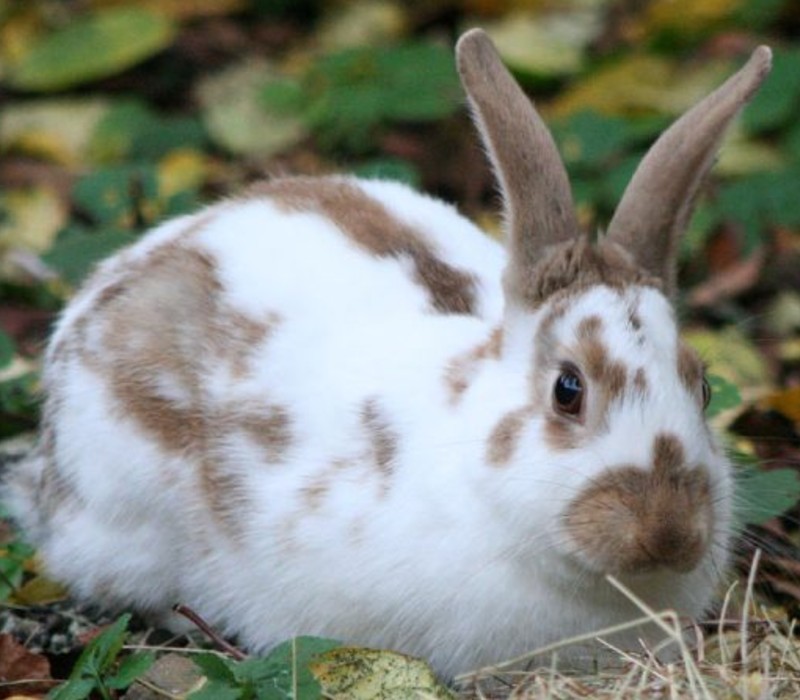 english spot rabbit