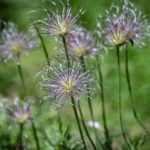 faded anemone seeds spread by wind