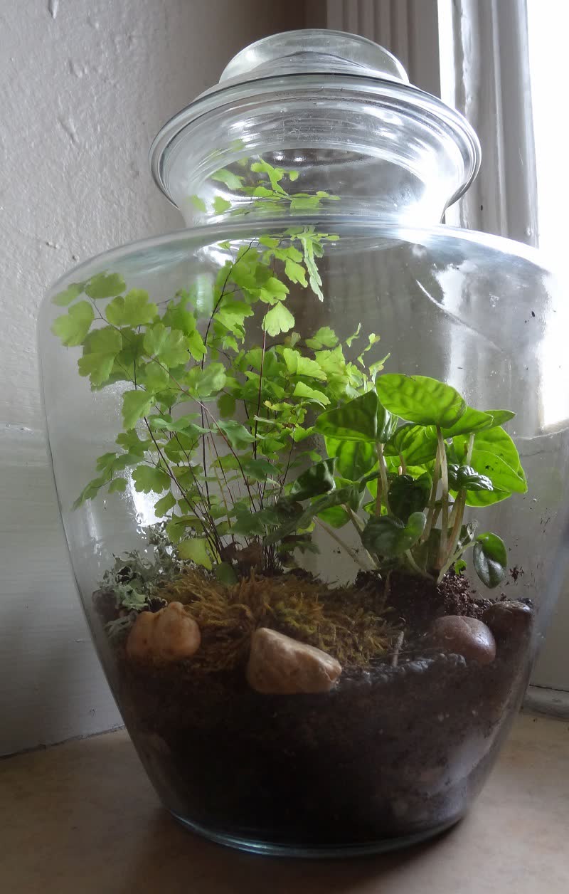 fern closed terrarium