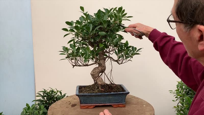 ficus bonsai tree