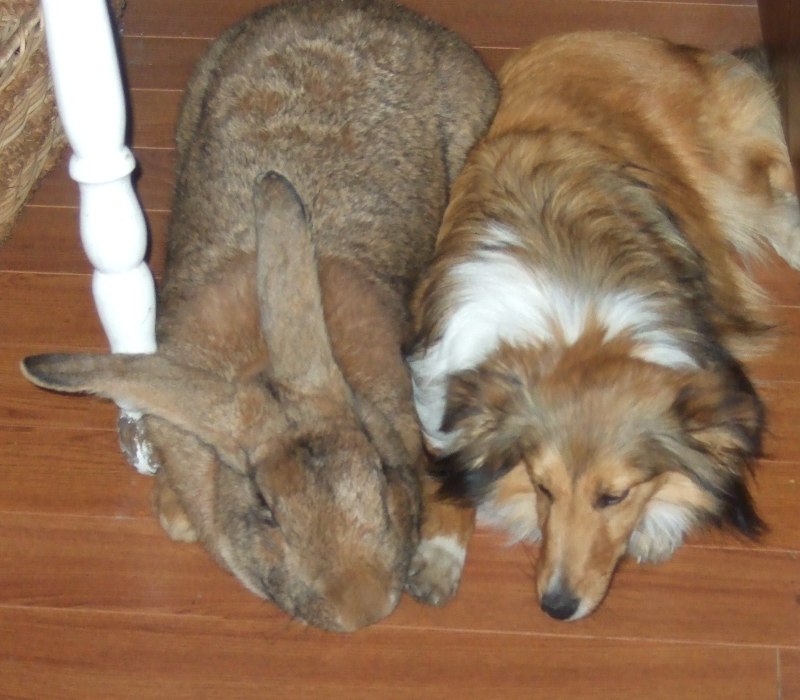 giant lop eared rabbits for sale