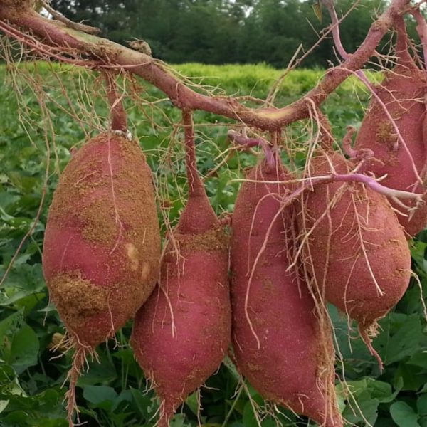 fresh harvest sweet potatoes