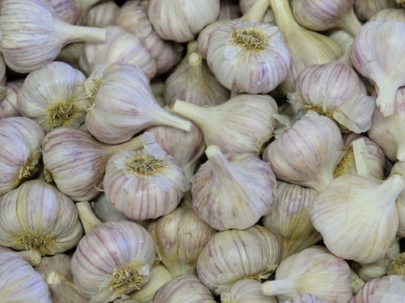 garlic plant facts