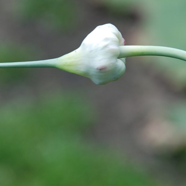 garlic plant with bulb