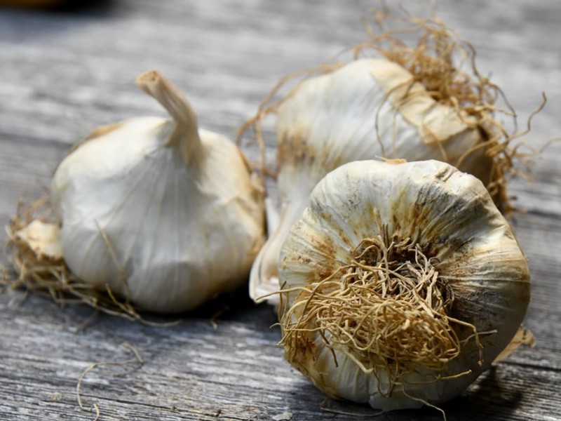 garlic plants