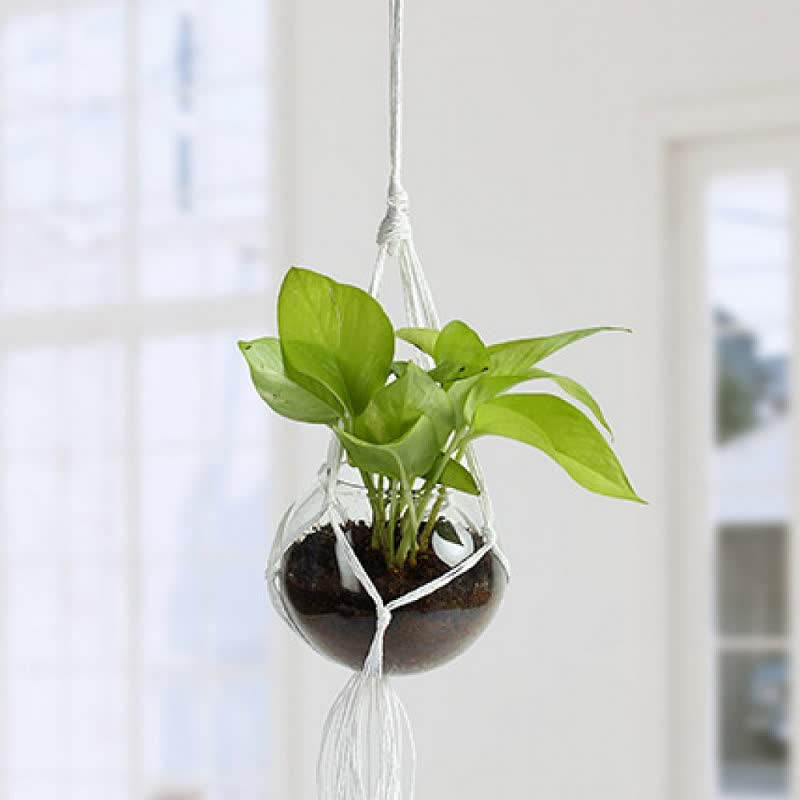 golden pothos terrarium plants