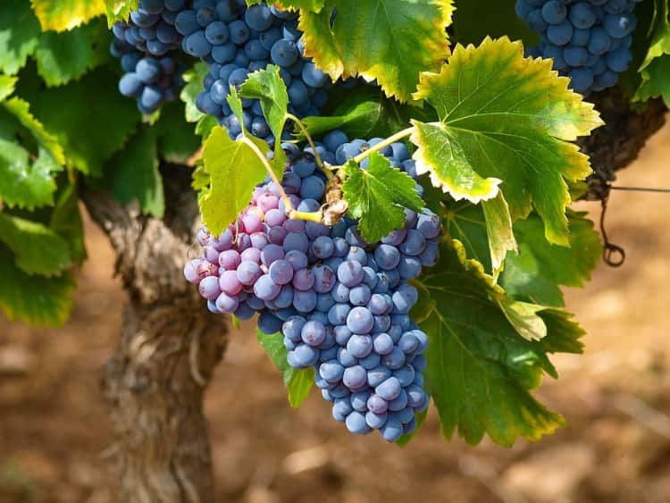 Grapevines are Toxic for Cats