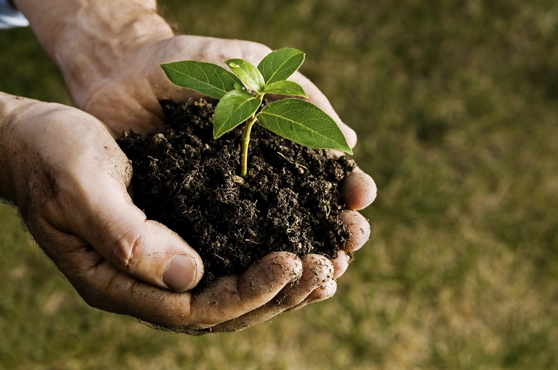 grow a bonsai from seeds