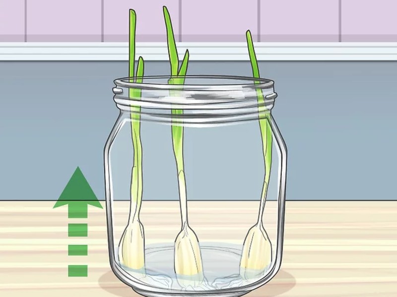 growing garlic in water