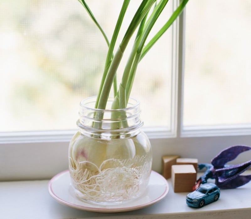 growing garlic in water